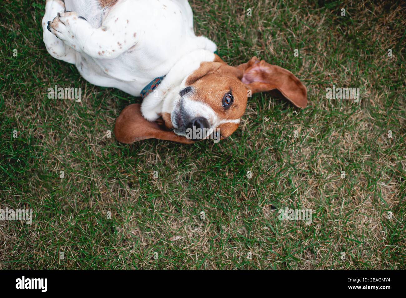 Basset Hound dog rolls in the grass in backyard Stock Photo Alamy