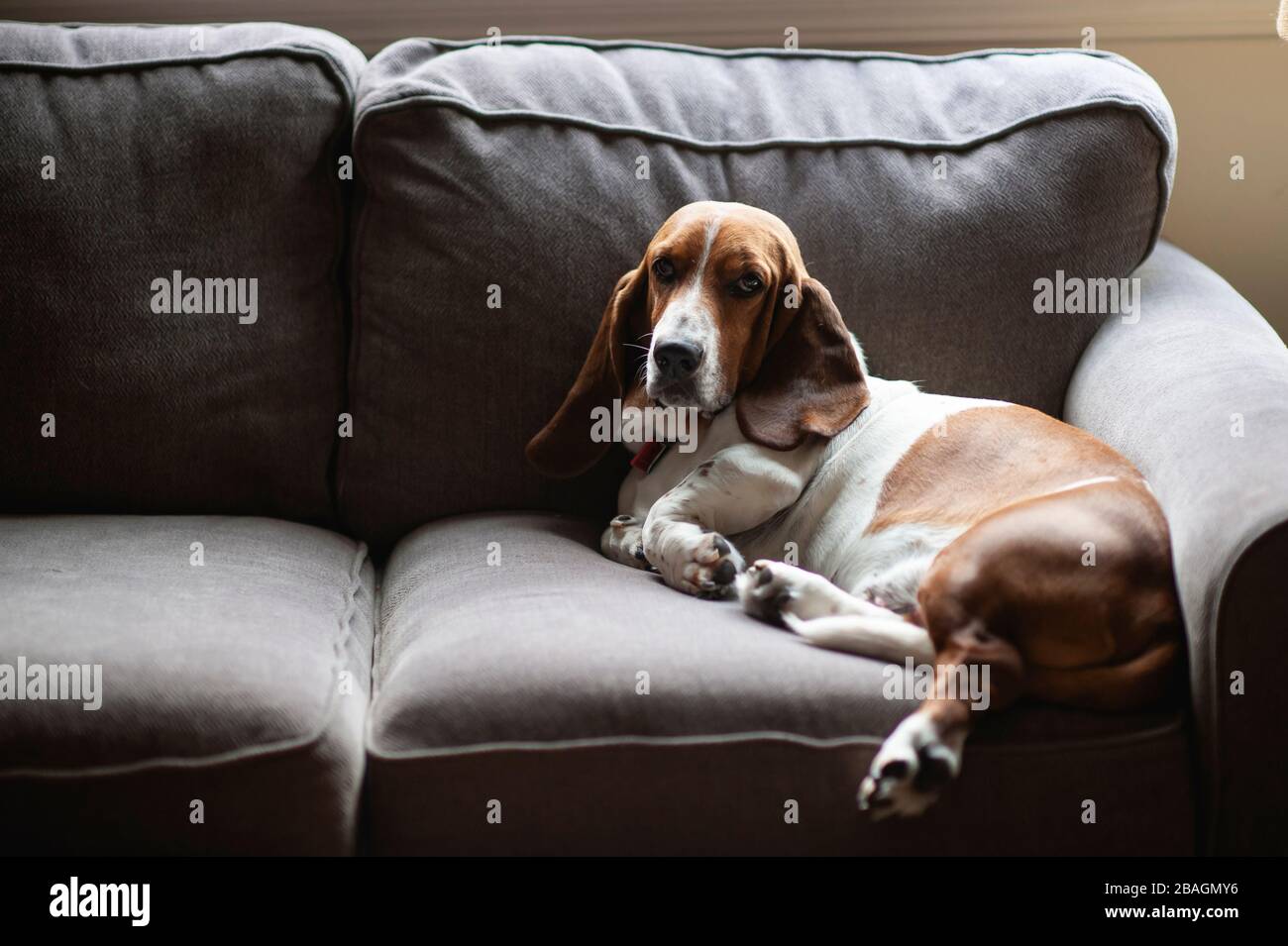 basset hound couch
