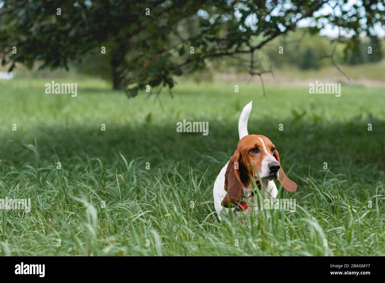 green hound dog