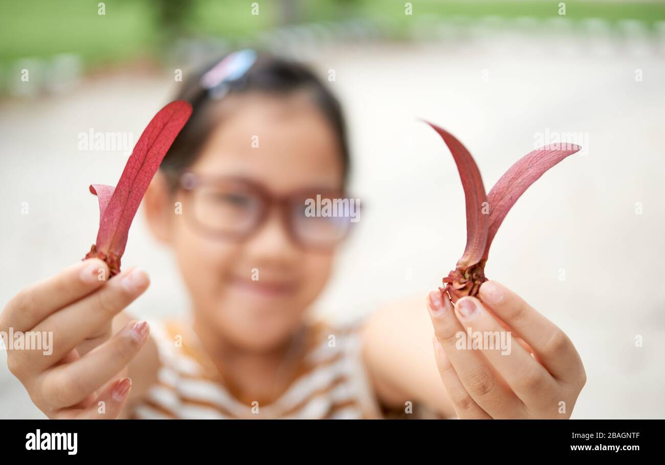 A holding a natural toy the Dipterocarpus intricatus seeds Stock Photo