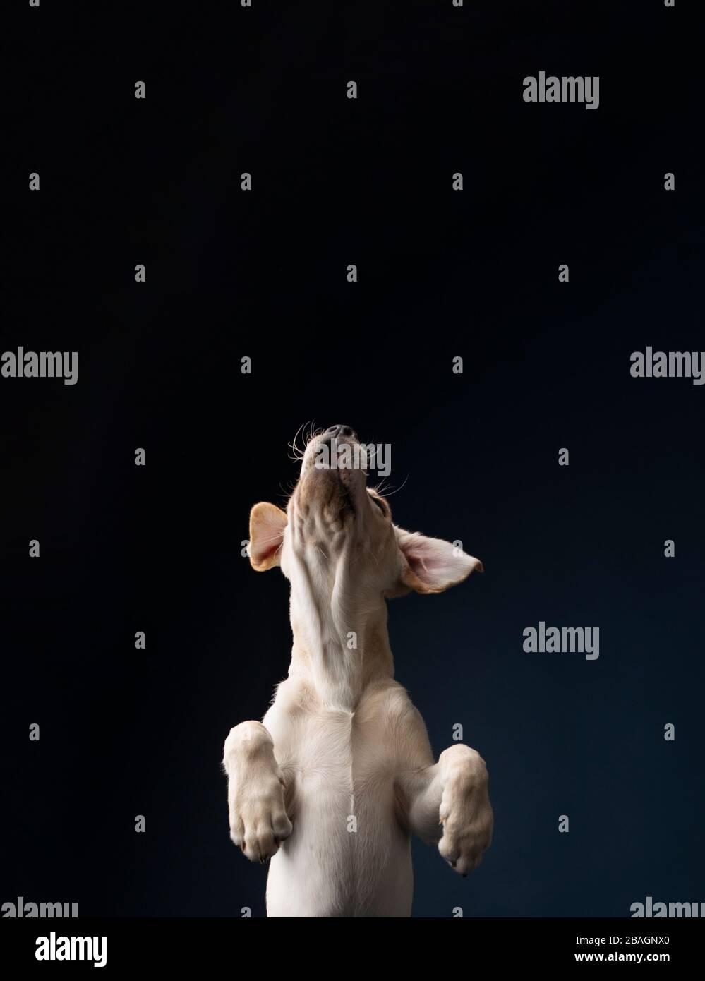 Yellow lab puppy on solid, dark blue background, jumping up Stock Photo