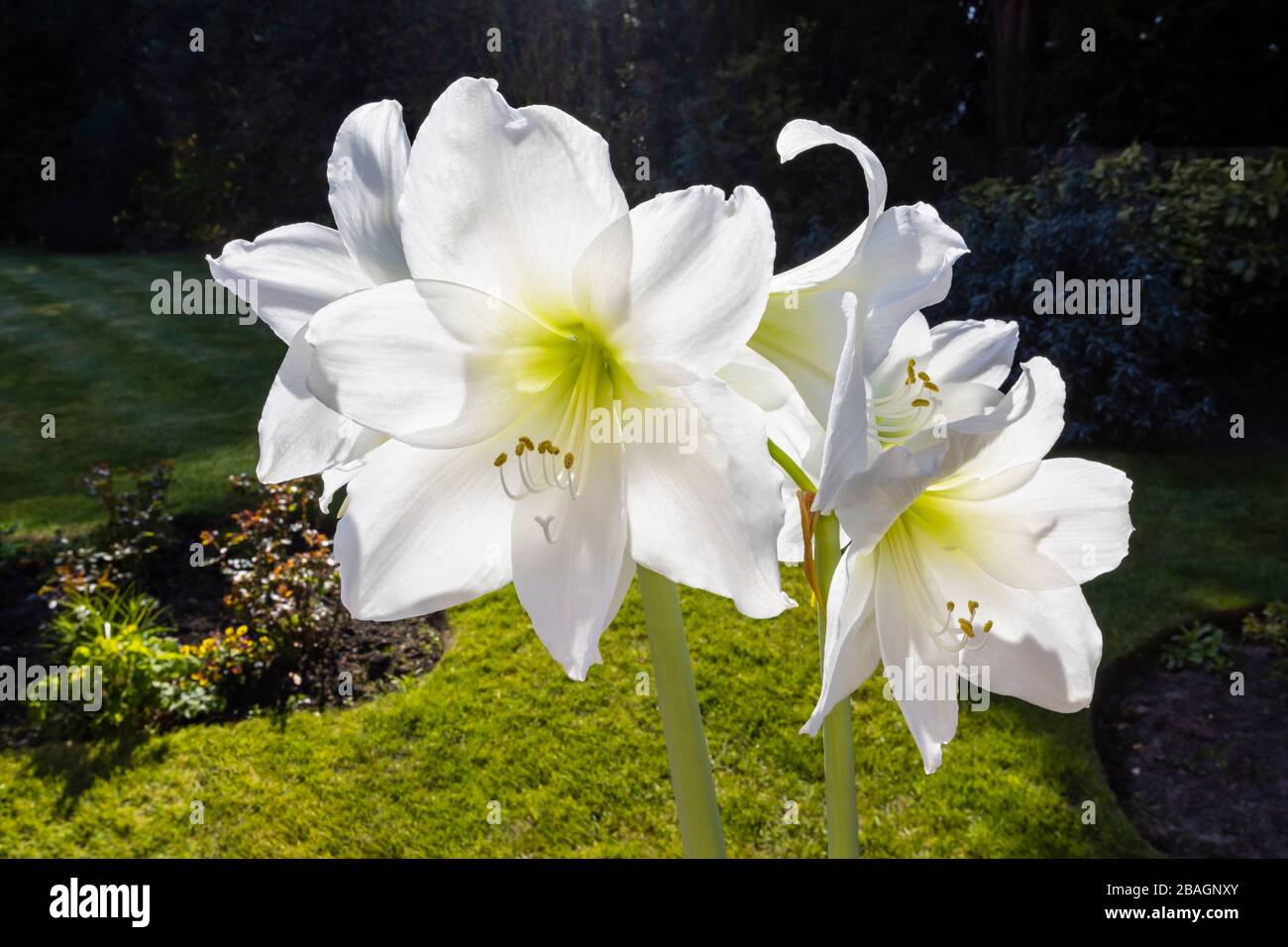 Large white amaryllis (Hippeastrum) in flower, close-up view, photographed outside in a garden on a sunny spring day Stock Photo