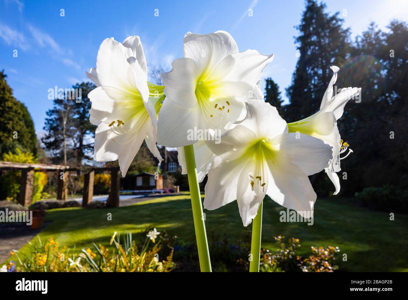 Large white amaryllis (Hippeastrum) in flower, close-up view, photographed outside in a garden on a sunny spring day Stock Photo