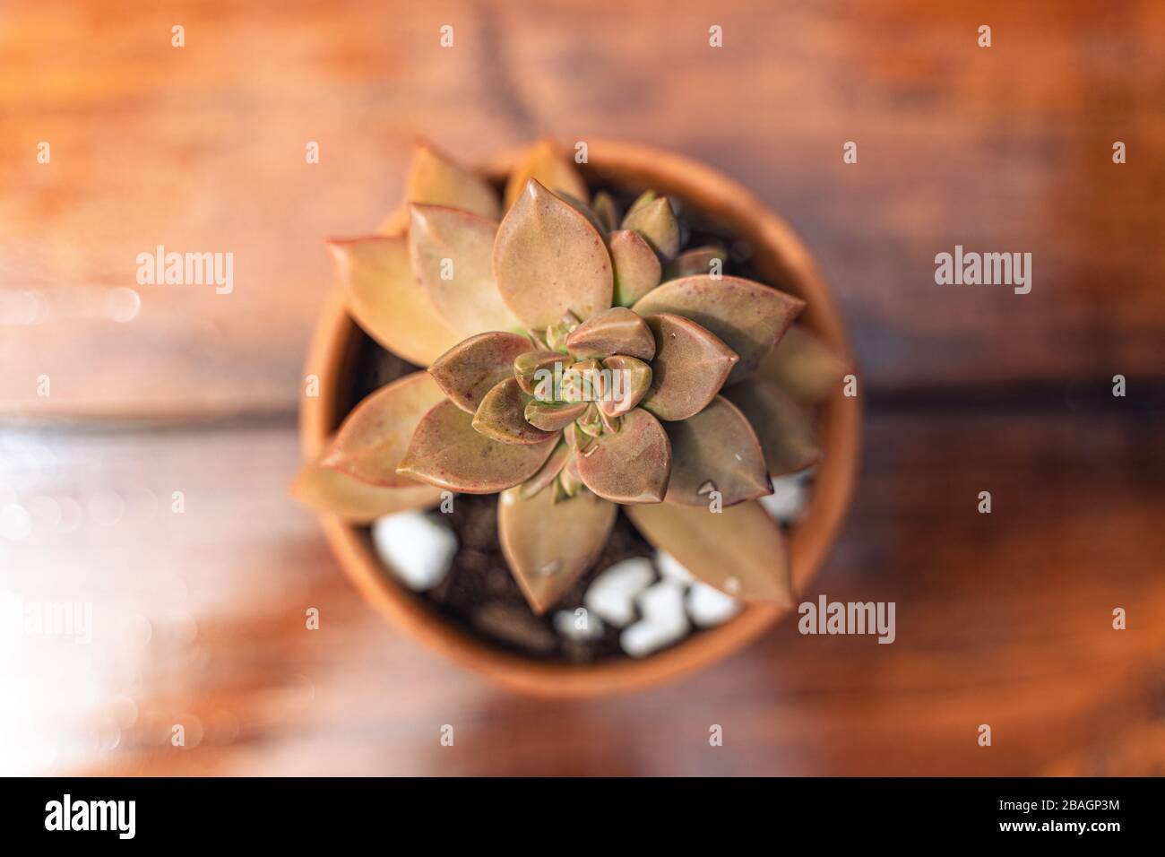 Little plant in a pot Stock Photo