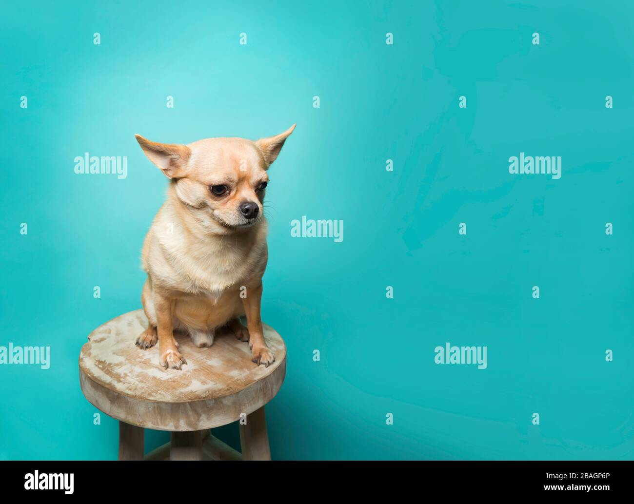 Chihuahua on blue background hi-res stock photography and images - Alamy