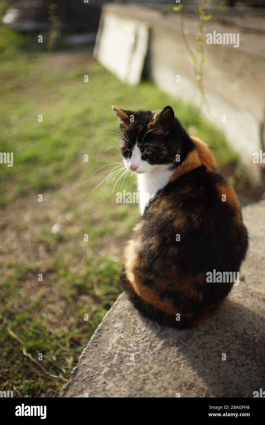 Tricolor kitty sitting in the sunny spring garden, domestic animals relax outdoor, maneki neko cat. Stock Photo