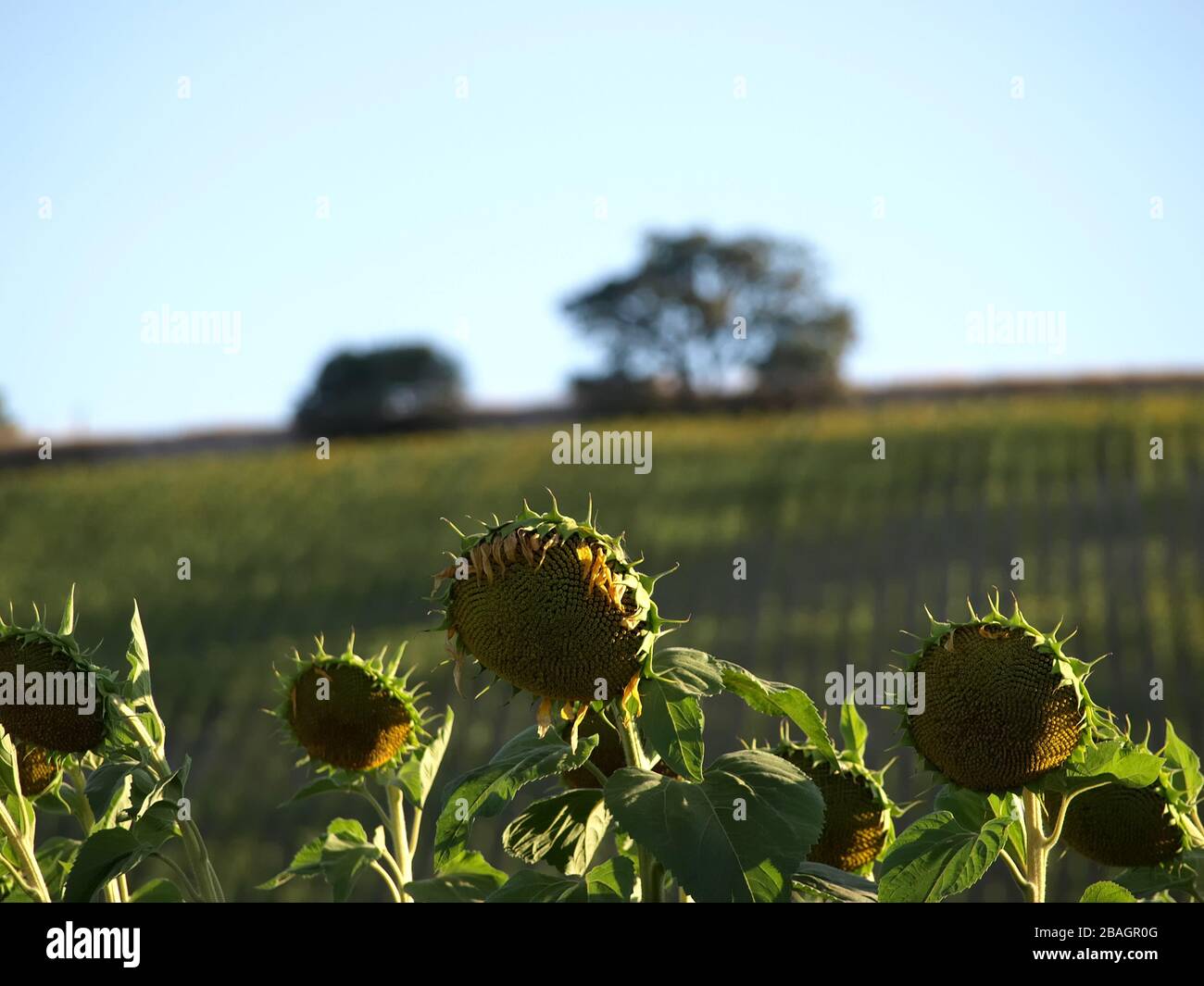 Sunflower fields at sunset on a hot summer afternoon in Andalusia Stock Photo