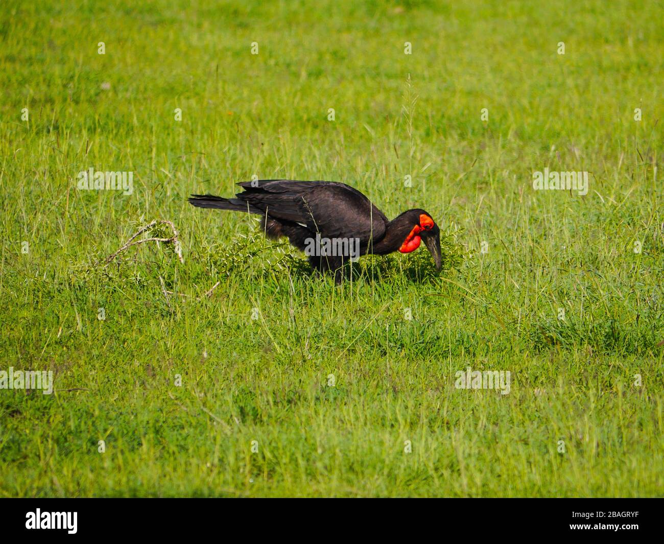 The southern ground hornbill (Bucorvus leadbeateri, formerly Bucorvus cafer) picks something up for eating in Serengeti Nationalpark Stock Photo