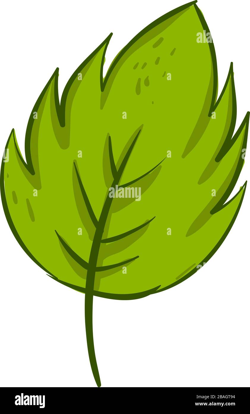 Green leaf illustration vector hi-res stock photography and images - Alamy