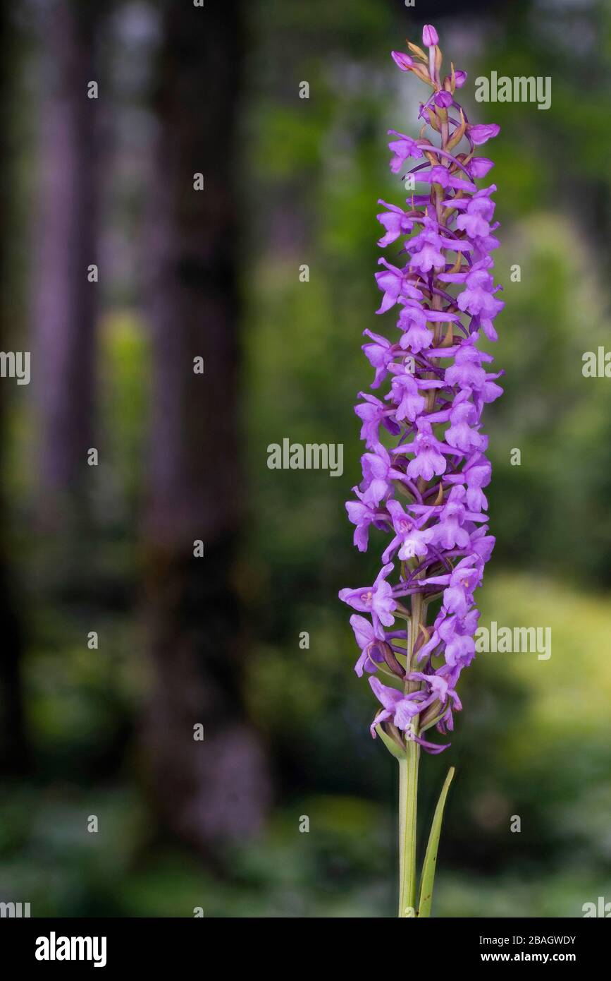 Fragrant orchid (Gymnadenia conopsea), inflorescence, Austria, Tyrol, Lechtaler Alpen Stock Photo