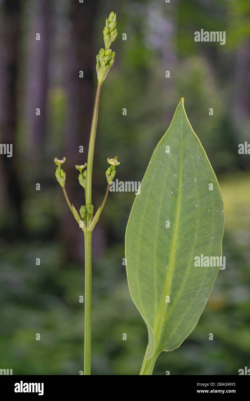 water-plantain (Alisma plantago-aquatica), leaf and inflorescence, Germany, Bavaria, Murnauer Moos Stock Photo