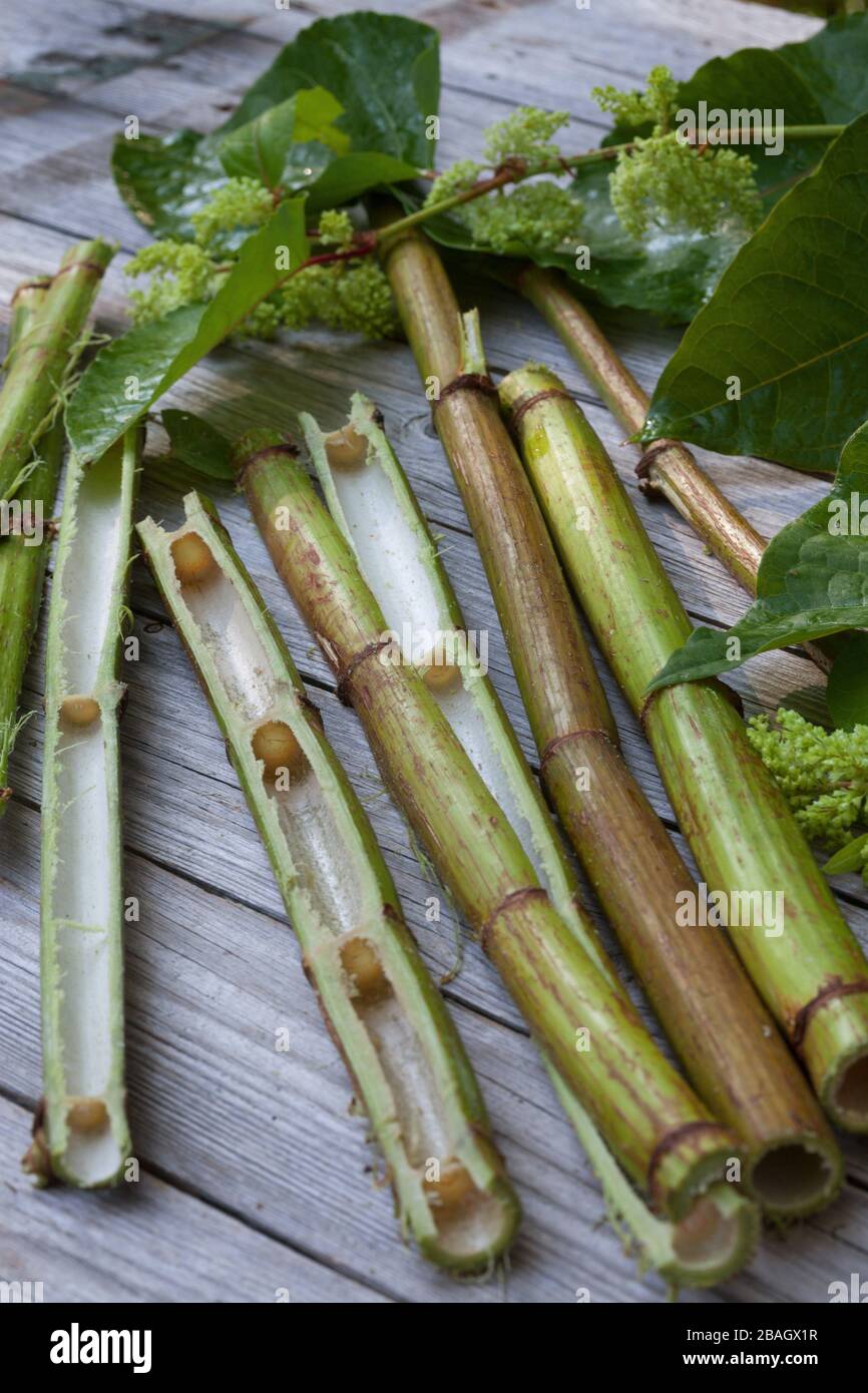 Fallopia Spp Seeds Giant Knotweed, Sakhalin Knotweed (Fallopia sachalinensis, Polygonum ...