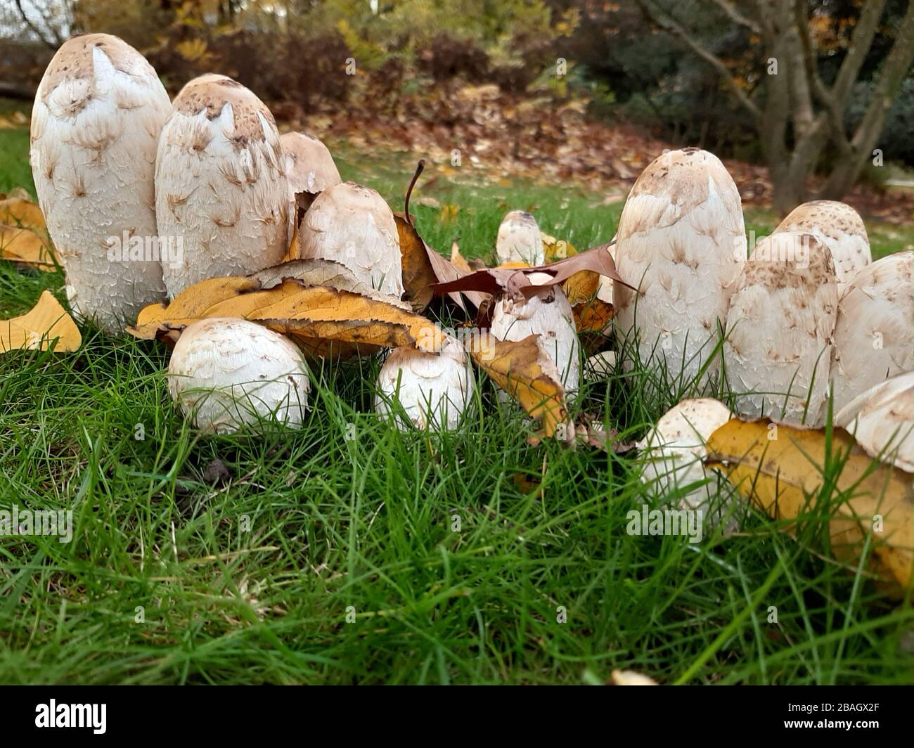 Shaggy ink cap, Lawyer's wig, Shaggy mane (Coprinus comatus, Coprinus ...