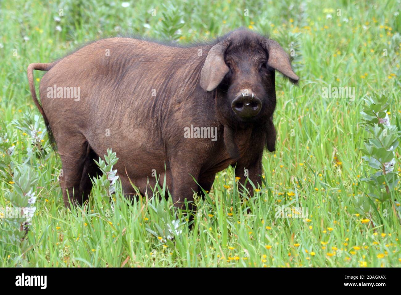 Black Iberian pig (Sus scrofa f. domestica), with nose-ring on pasture; appropriate animal care, Spain, Balearic Islands, Majorca Stock Photo