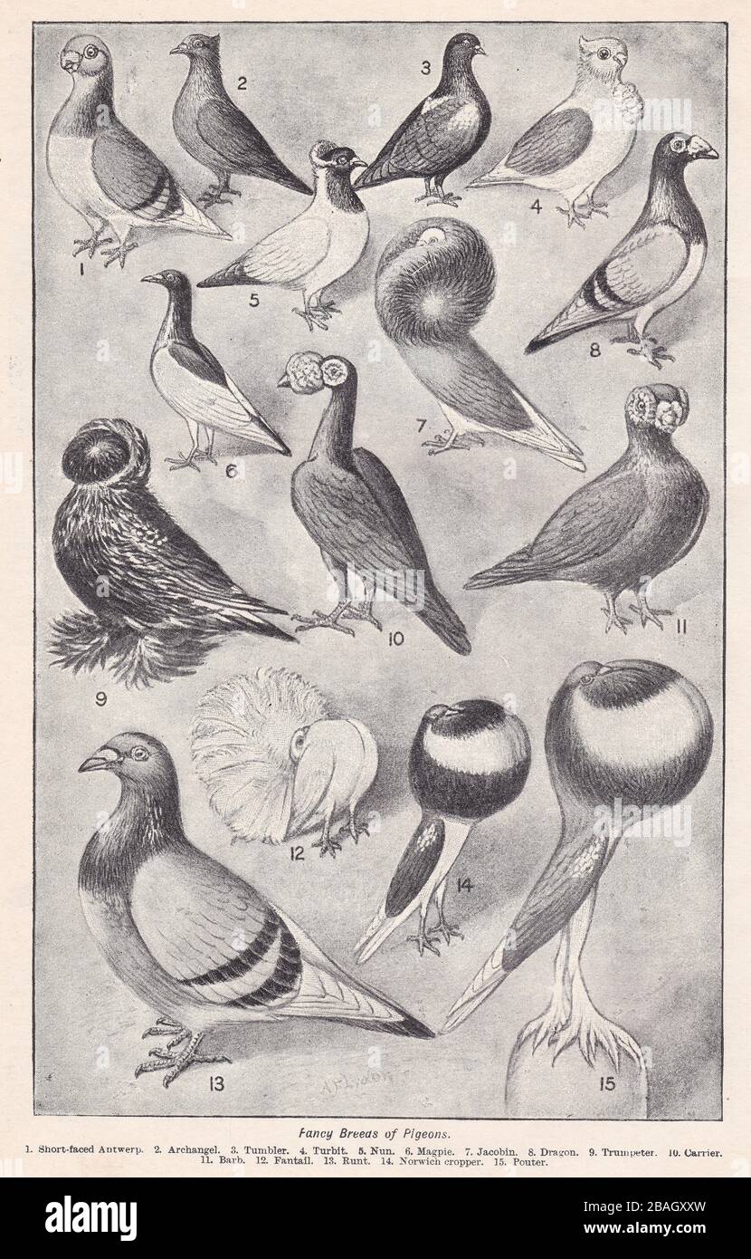 Vintage illustrations of Fancy Breeds of Pigeons 1900s. Stock Photo