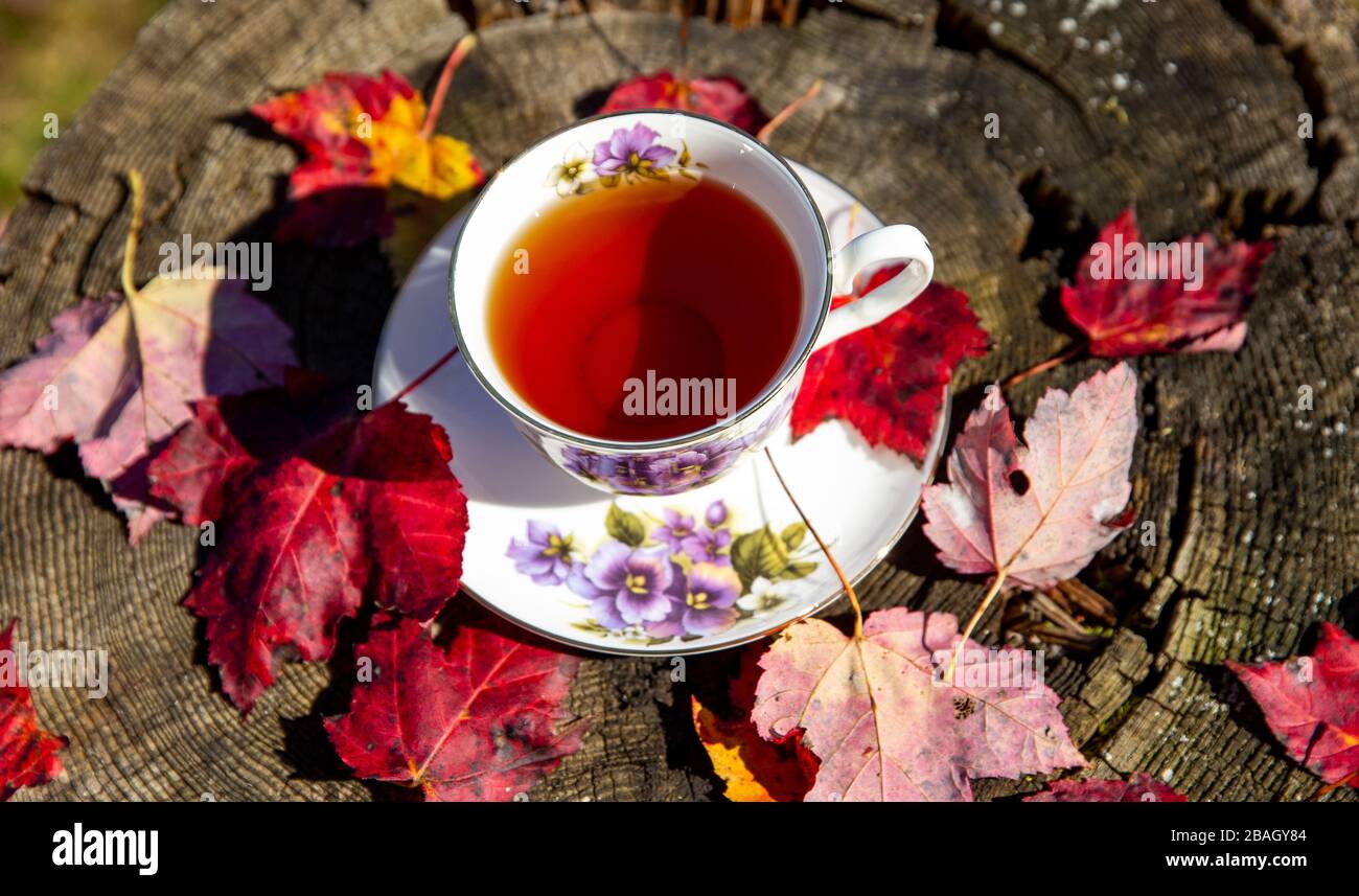 Teacup with a tea standing on a wooden surface outdoor surrounded by leaves Stock Photo