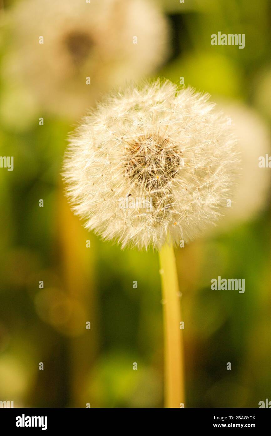 A seeding dandelion growing in a field shining in the sun. Stock Photo