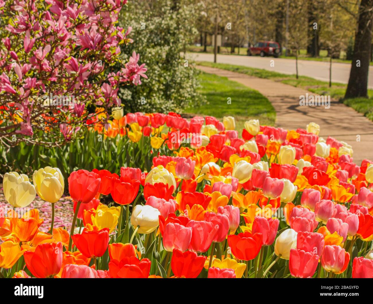 Rainbow colored tulips set against a blossoming tulip magnolia tree as a winding recreational walking and bike path leads the eye into the city park. Stock Photo