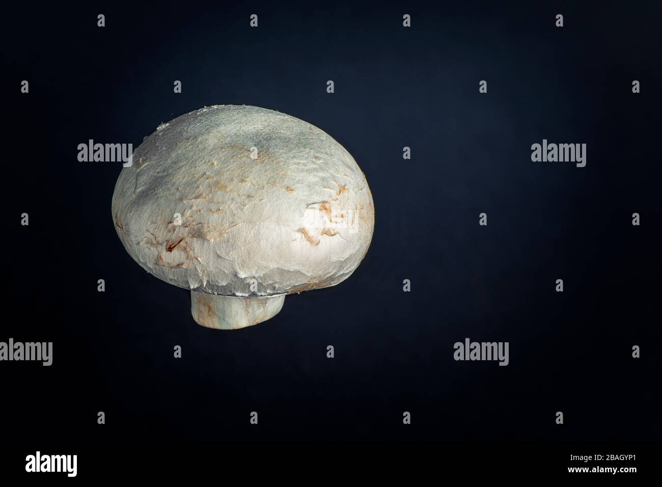Fresh chestnut mushroom close up on black background Stock Photo