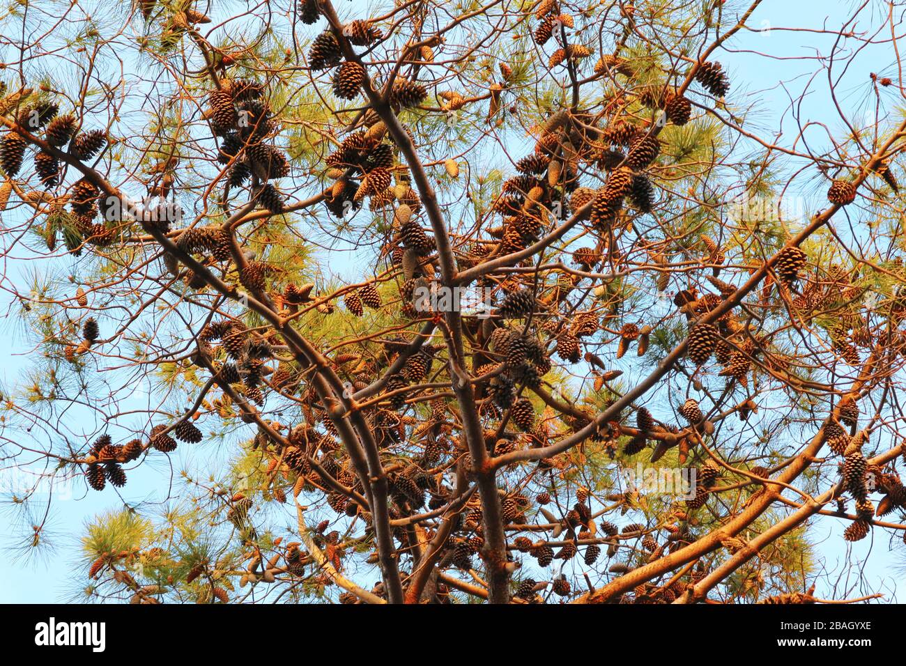 Pine tree branch with many pine cones. Stock Photo