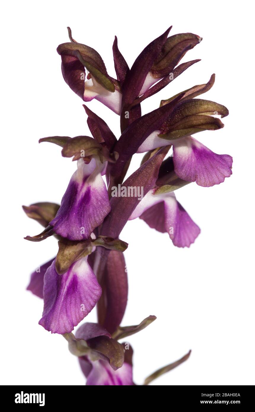 Detail of the inflorescence of wild orchid Anacamptis collina isolated over a white background. Vila Verde de Ficalho, Portugal. Stock Photo