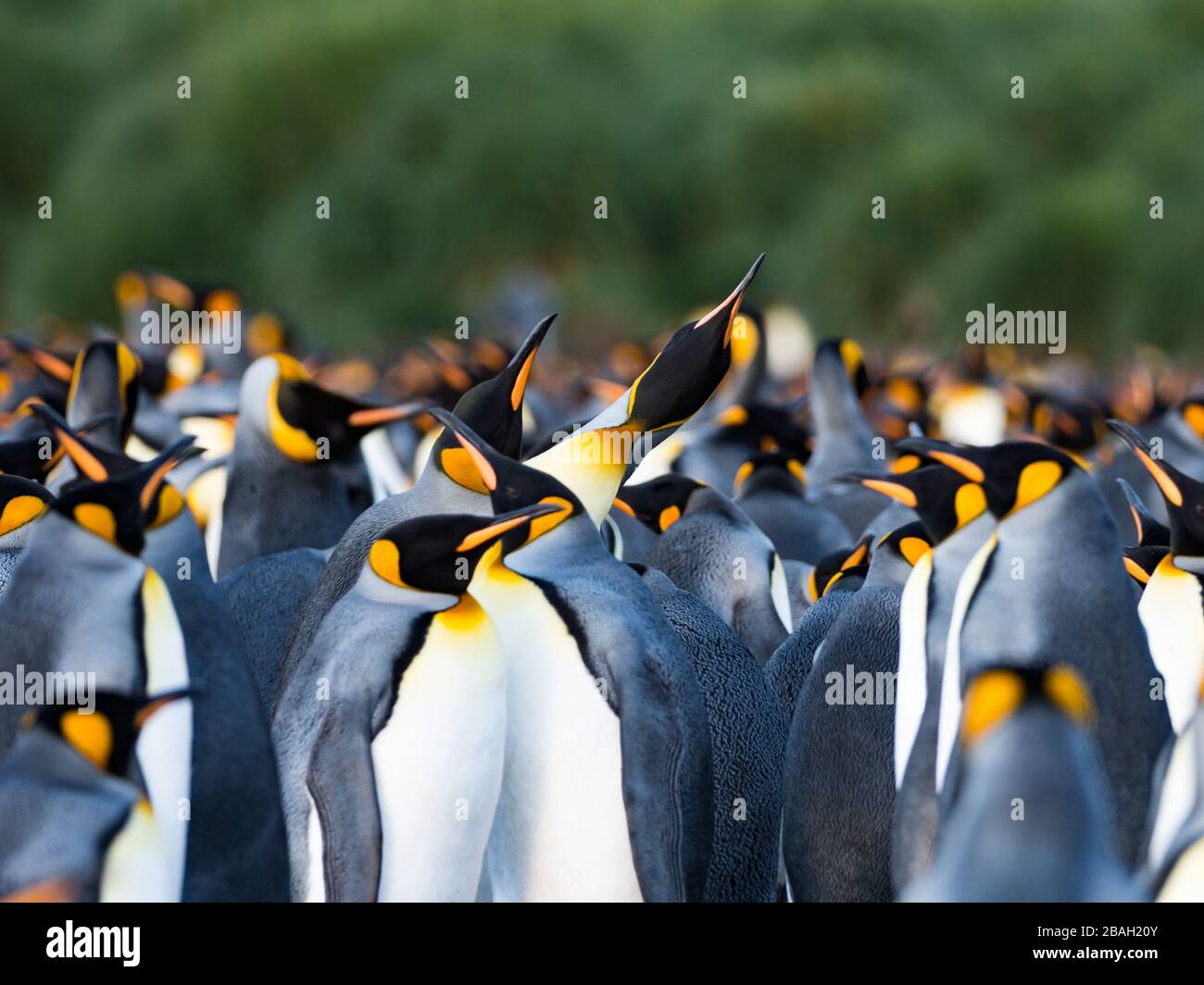 King Penguin at South Georgia Island Stock Photo