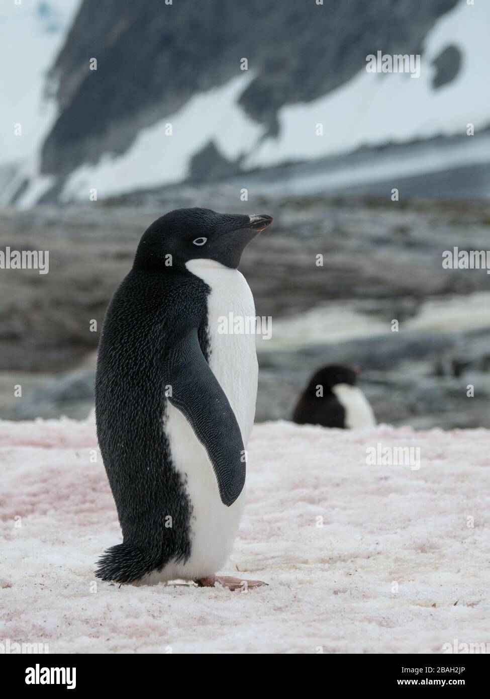 Adelie penguins on the snow algae after heavy melting due to climate