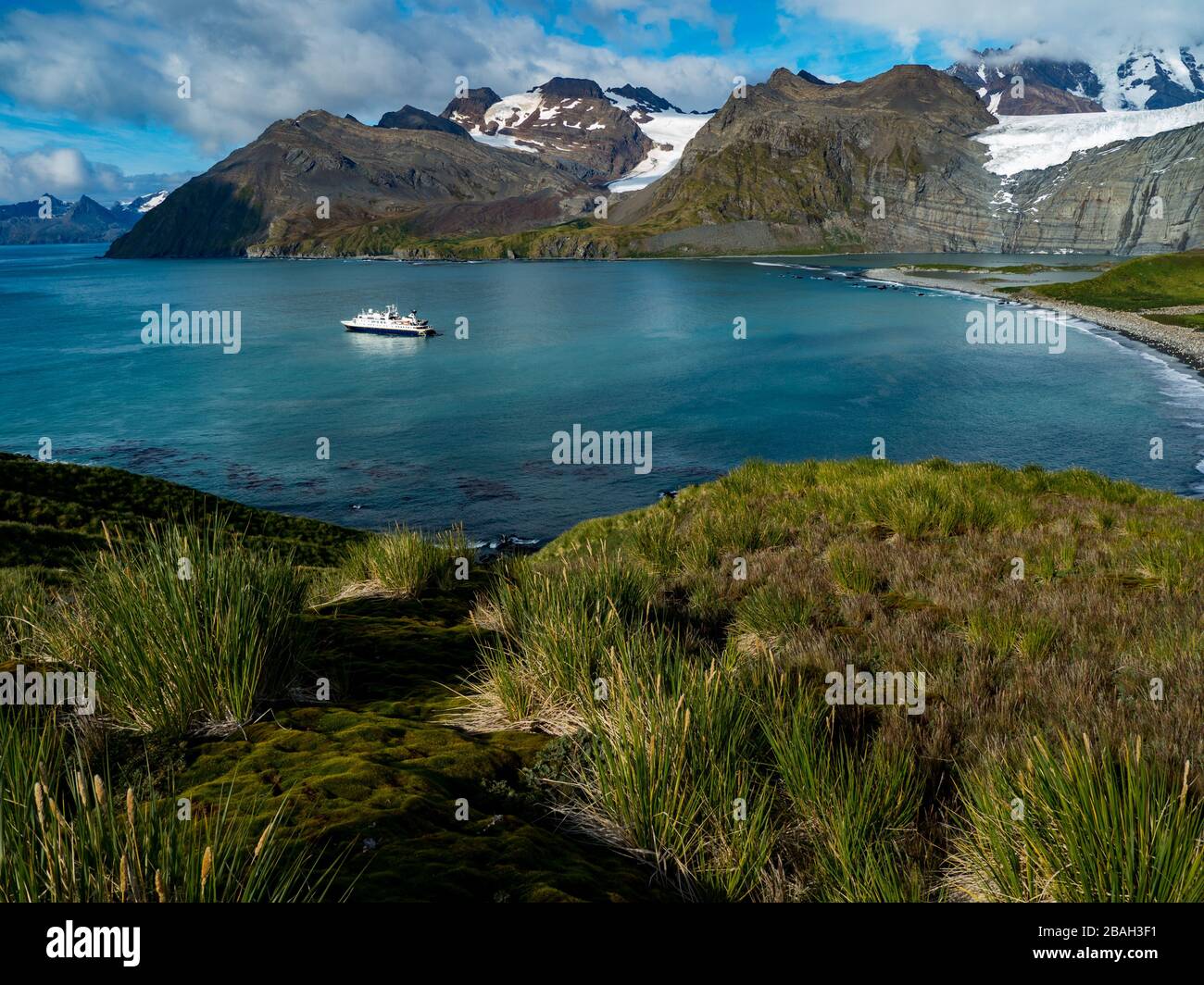 Stunning views over Gold Harbor, South Georgia Island with a large king penguin colony Stock Photo