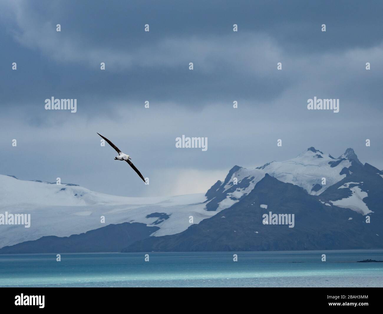 Wandering Albatross, the largest flying bird, nesting on Prion Island, South Georgia Island Stock Photo