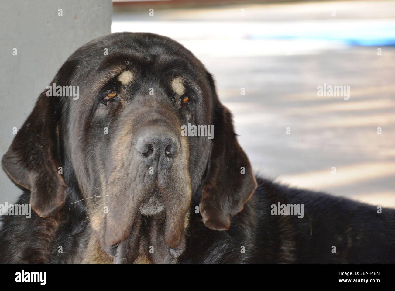 Spanish Mastiff High Resolution Stock Photography And Images Alamy