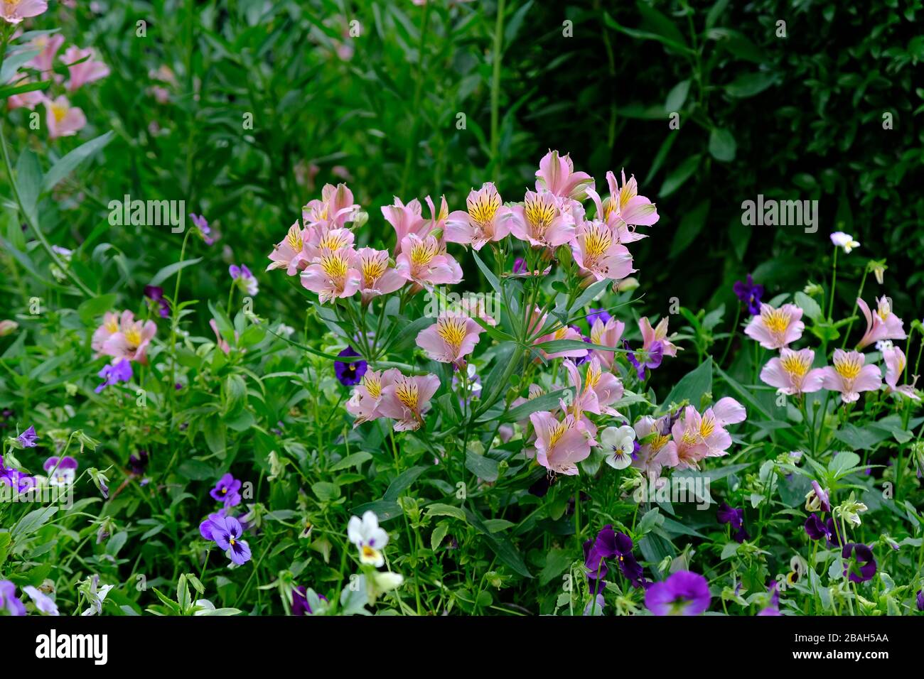 Pink peruvian lily flower close-up. Shrubs Decorative Peruvian Lily in a botanical garden. Stock Photo