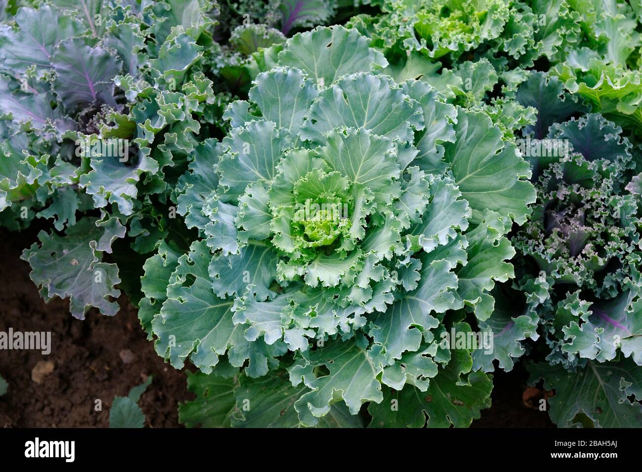 Bush decorative cauliflower top view. ornamental cabbage for decorating flower beds in the