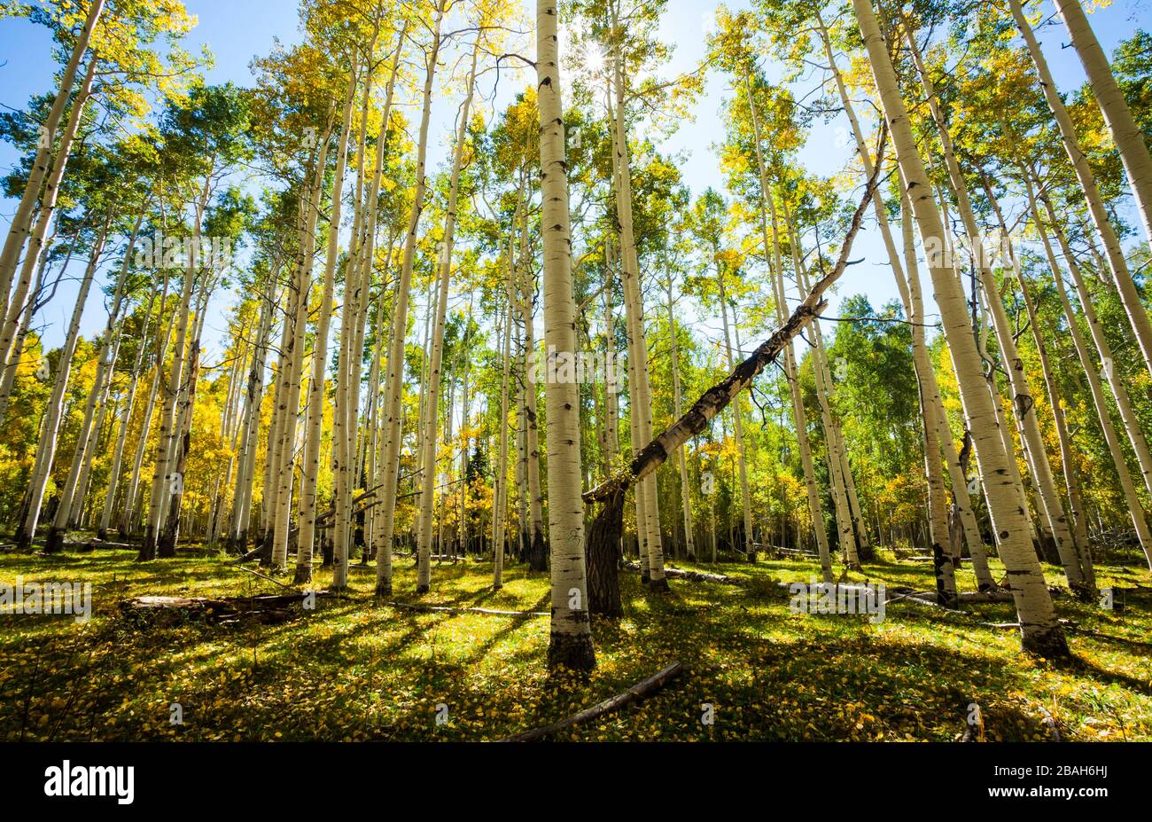 Sal Trees High Resolution Stock Photography and Images Alamy