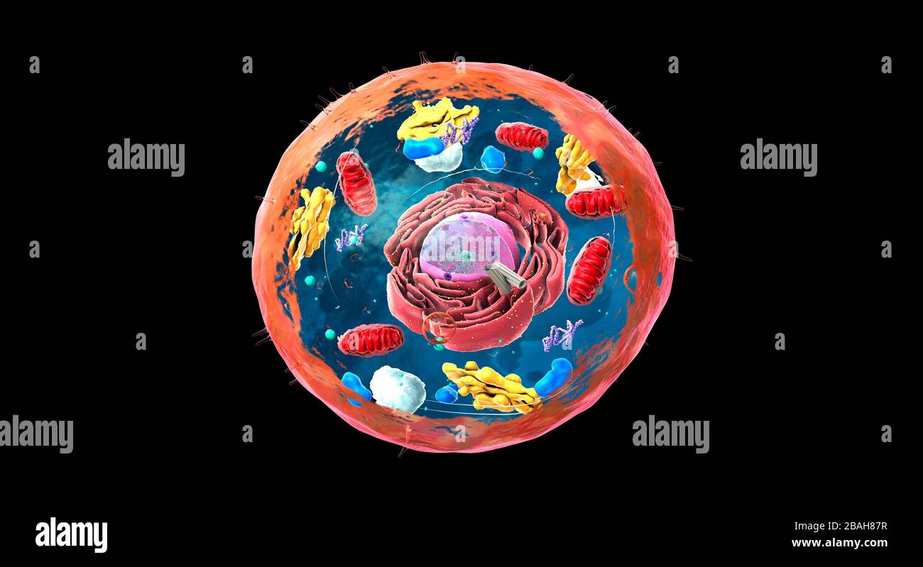 Animal cell structure, illustration Stock Photo