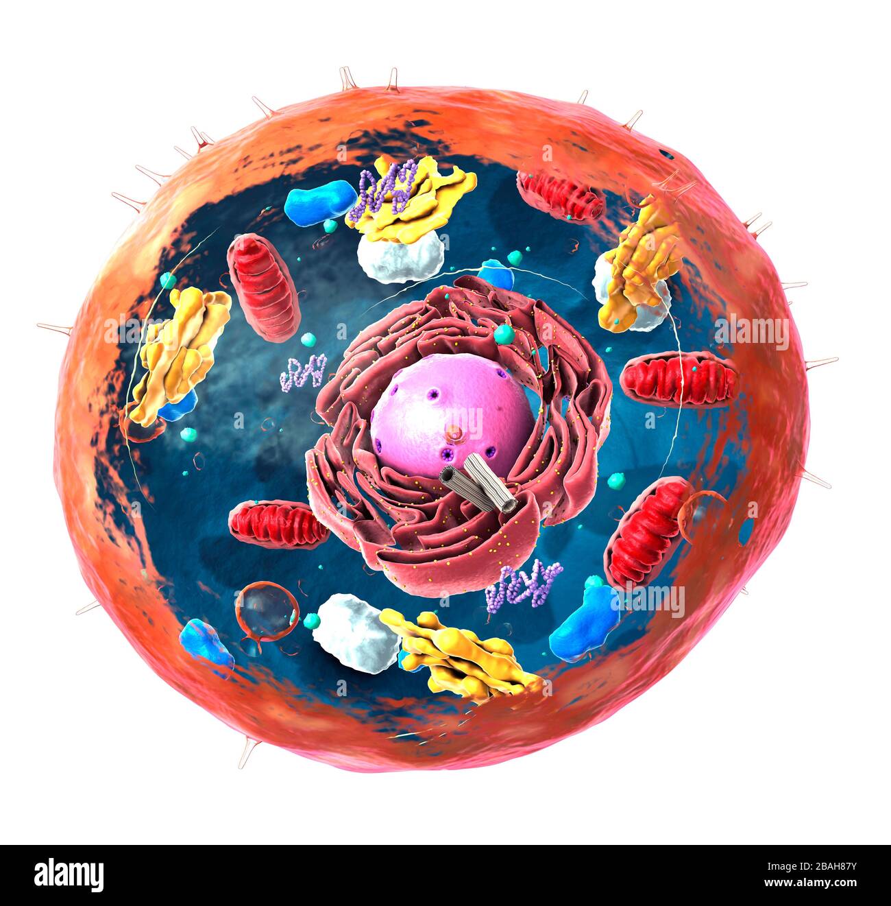 Animal cell structure, illustration Stock Photo