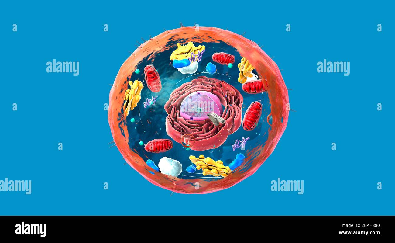 Animal cell structure, illustration Stock Photo