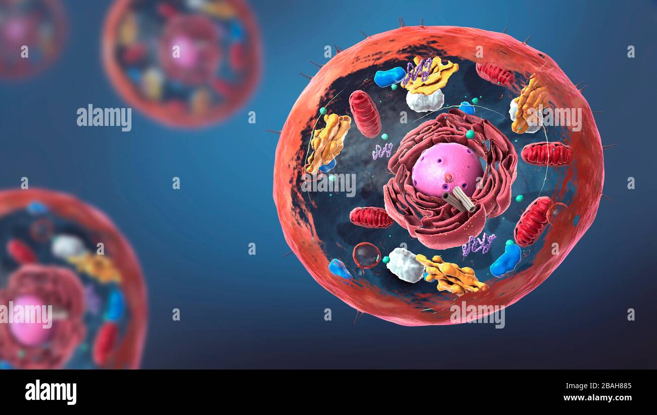Animal cell structure, illustration Stock Photo