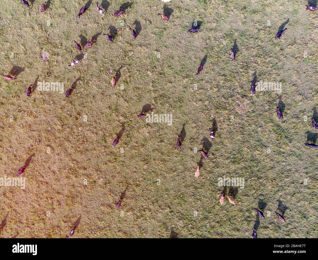 Drone view cattle grazing on hi-res stock photography and images - Alamy