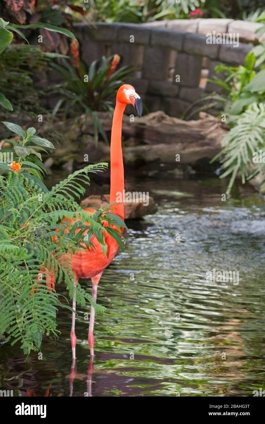 Caribbean flamingo in garden pool at Victoria Butterfly Gardens  (Phoenicopterus ruber) Stock Photo