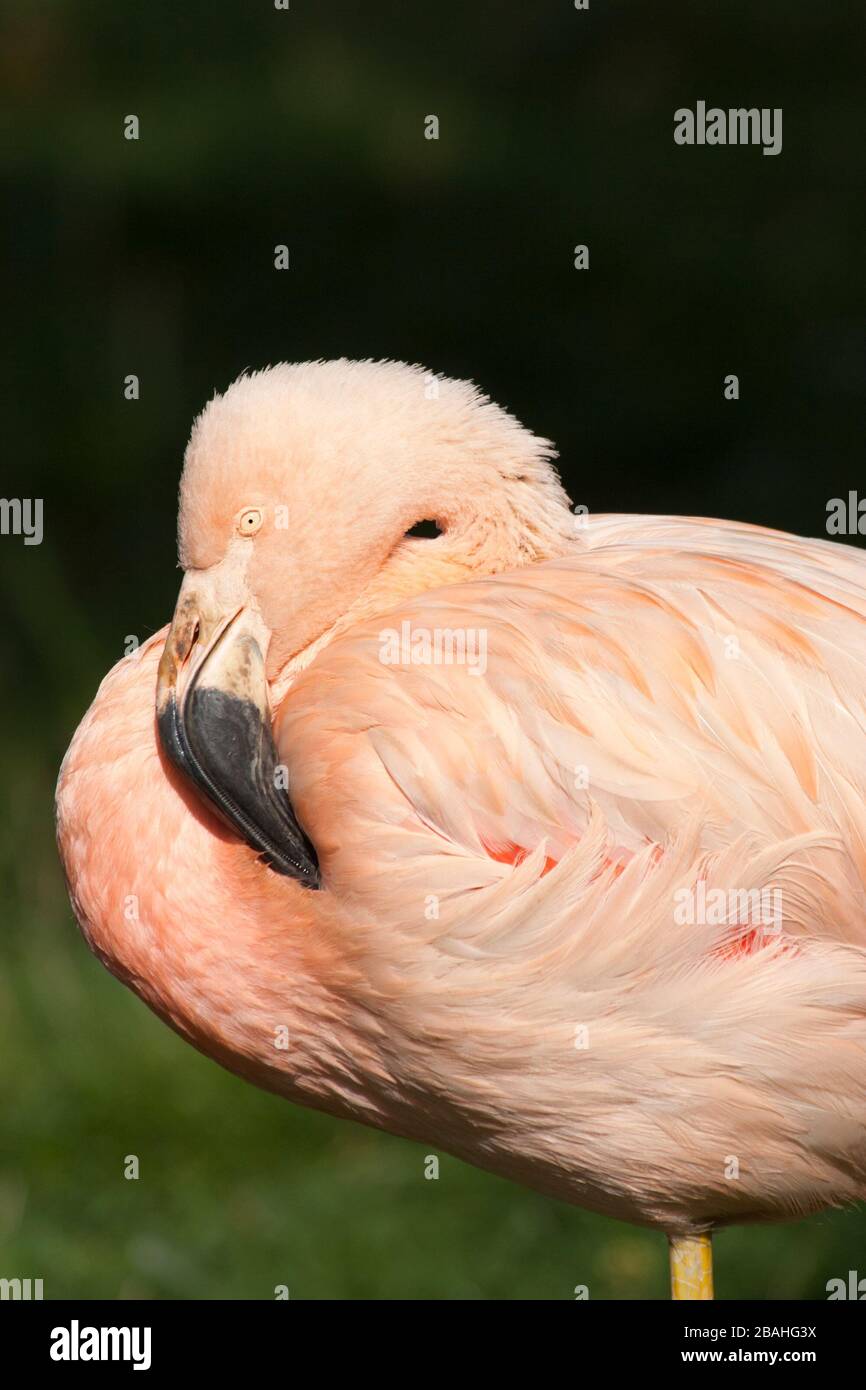 Chilean flamingo closeup (Phoenicopterus chilensis) Stock Photo
