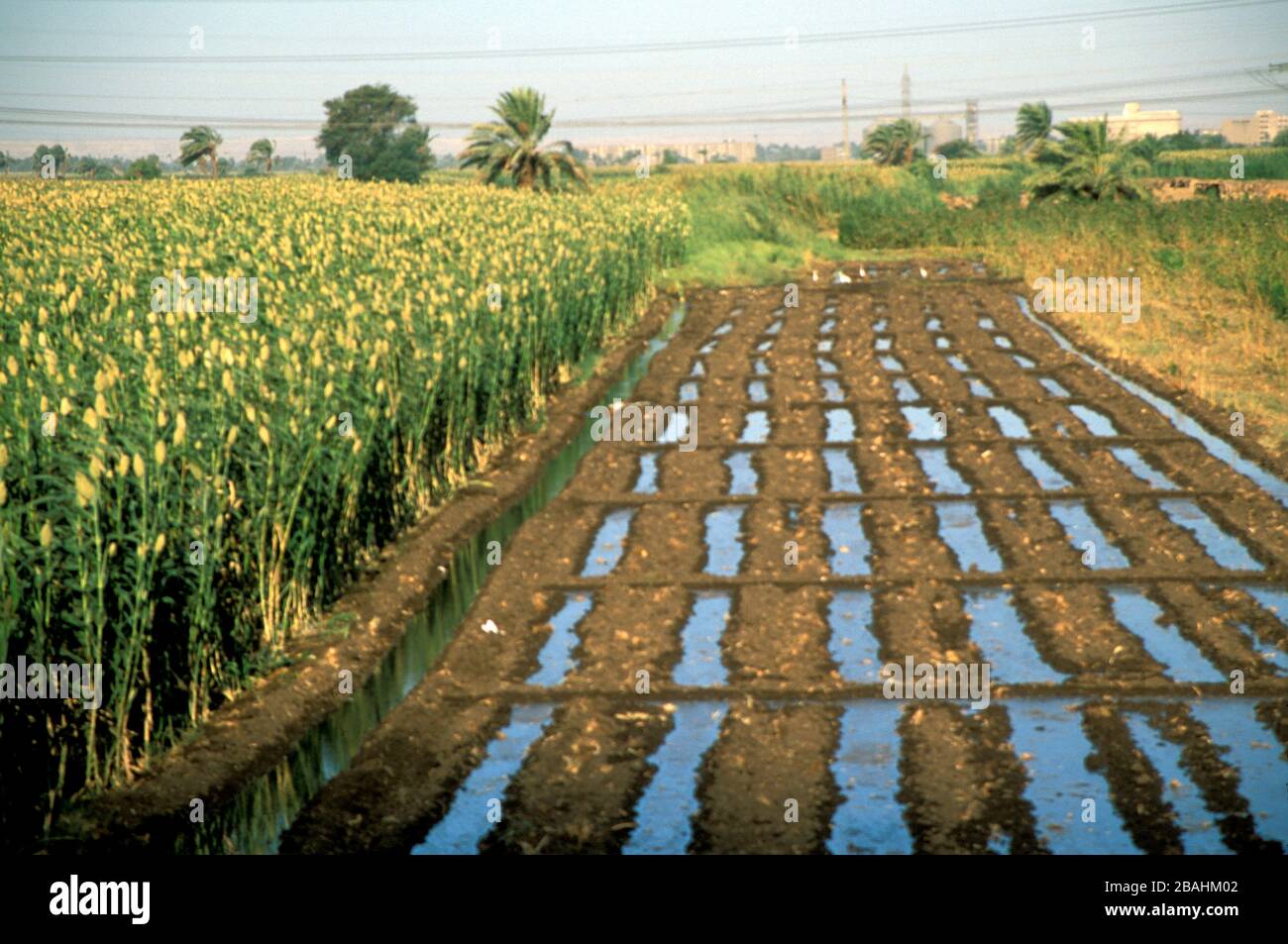Irrigation field from the Nile river in Upper Egypt Stock Photo