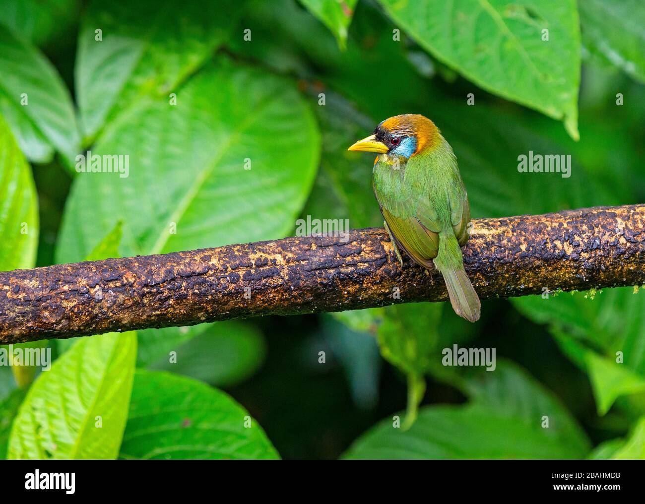 A female red headed Barbet (Eubucco bourcierii) on a branch, Capitonidae family. Photographed in Mindo, Ecuador, but found between Costa Rica and Peru. Stock Photo