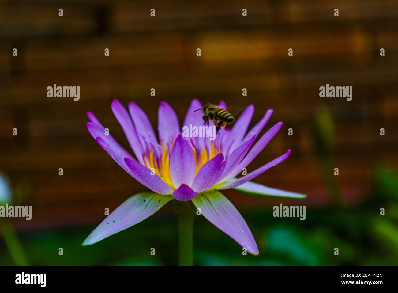 Purple waterlily in full bloom with honey bee flying over Stock Photo ...