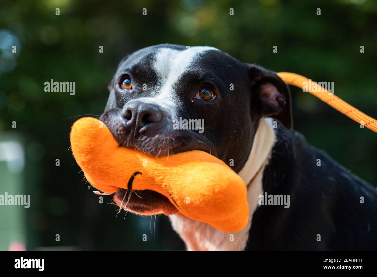 Black and White dog with an orange Toy in it's mouth Stock Photo
