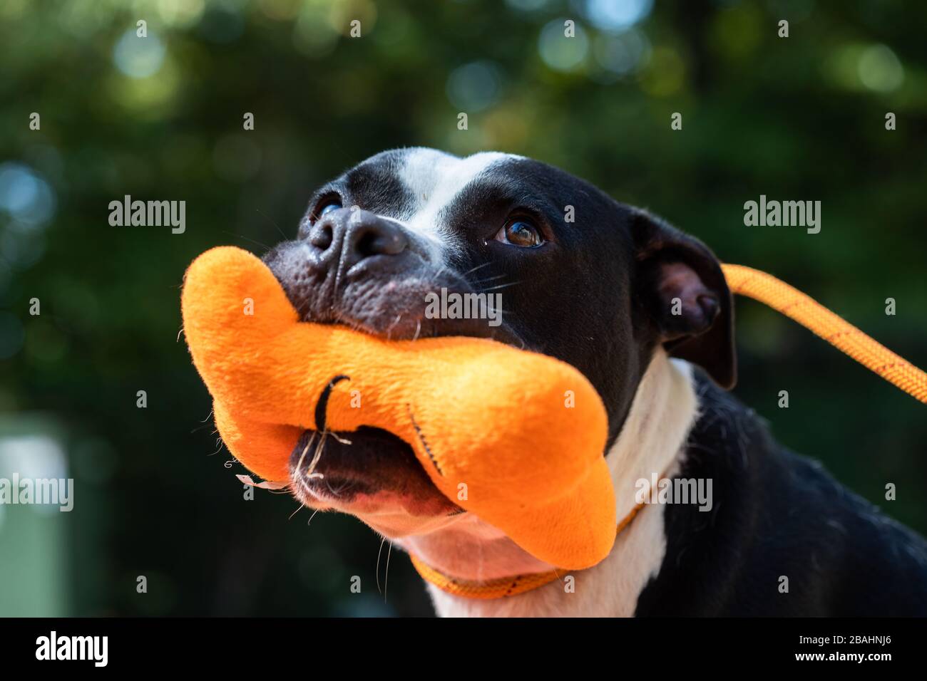Black and White dog with an orange Toy in it's mouth Stock Photo