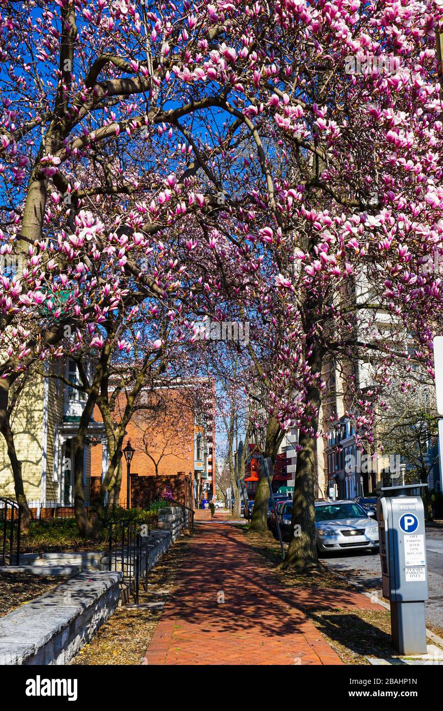Magnolia tree in bloom hi-res stock photography and images - Alamy