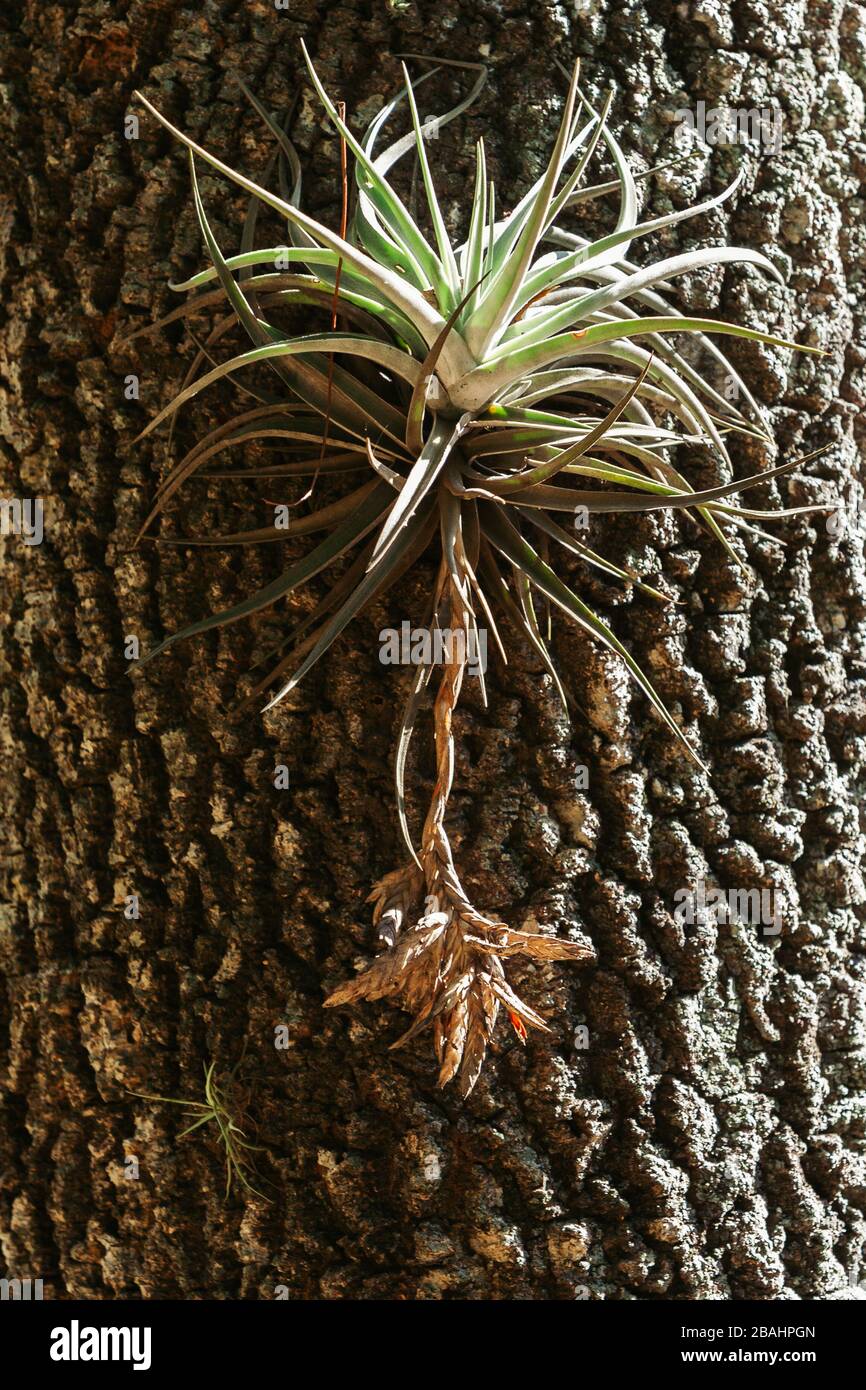 Planta de tillandsia hi-res stock photography and images - Alamy