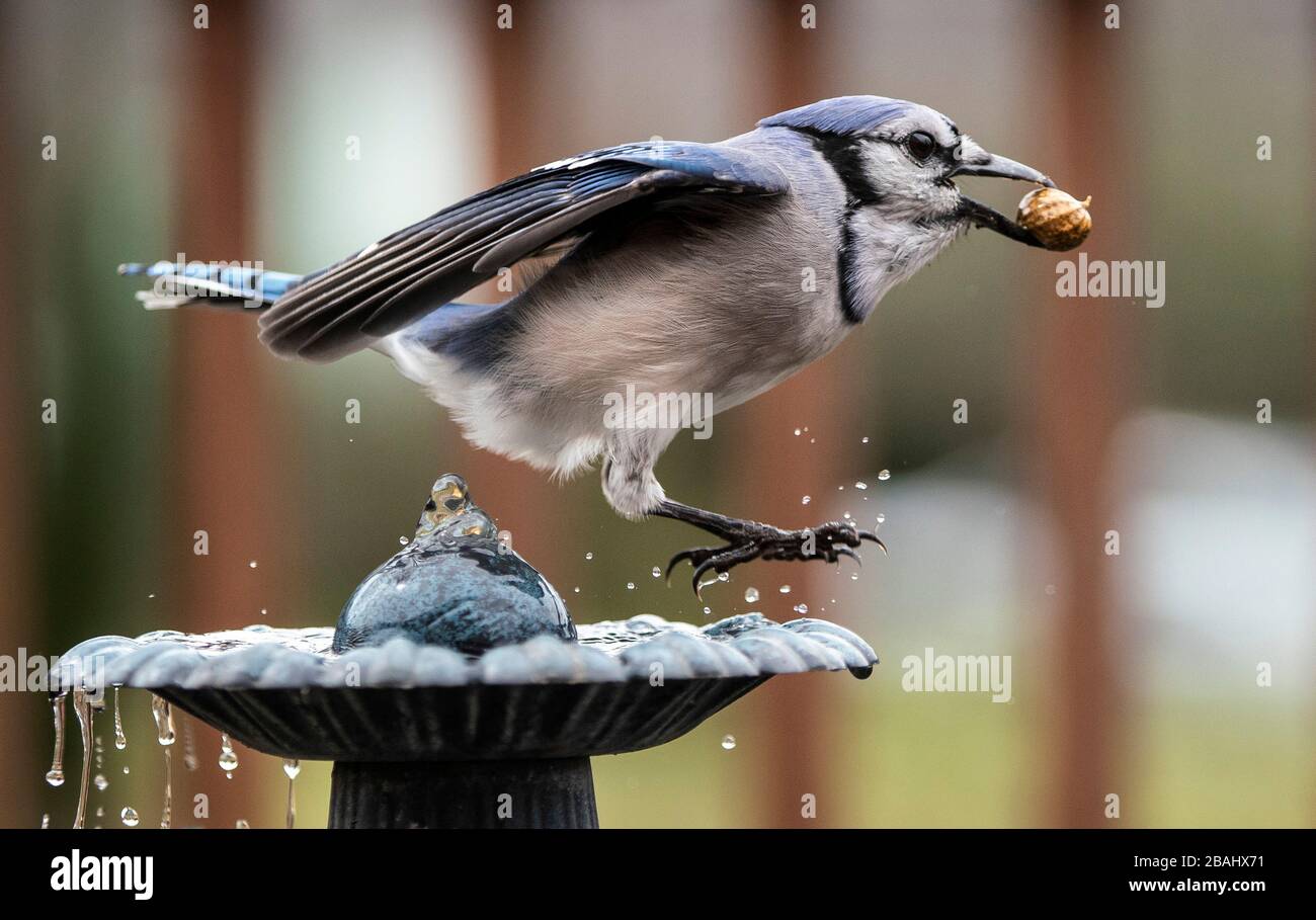 Leaping water fountain hi-res stock photography and images - Alamy