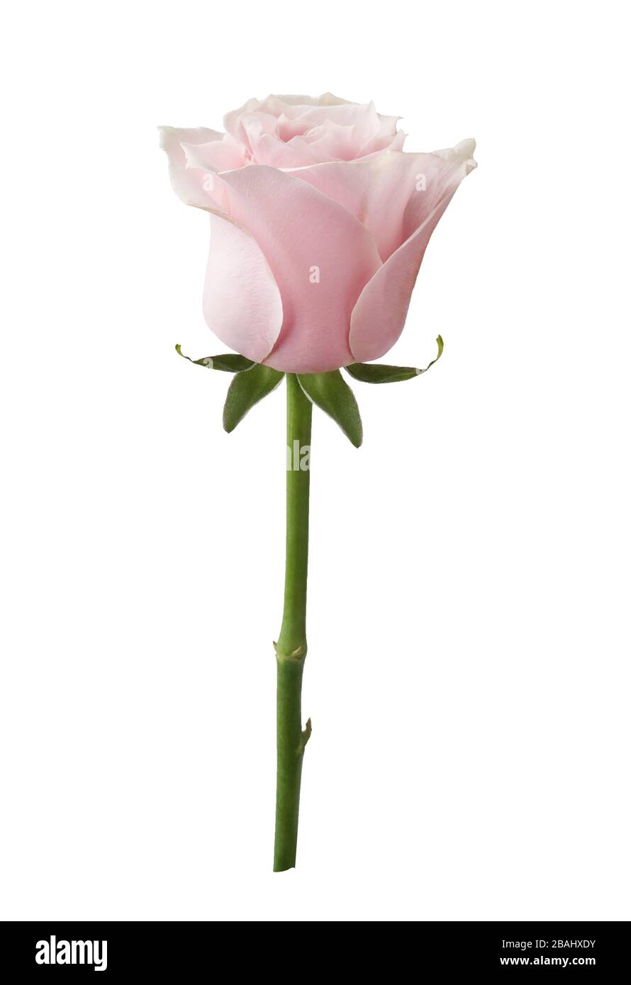 Set of 3 Mini Red Rose with Green Stem Paperclip