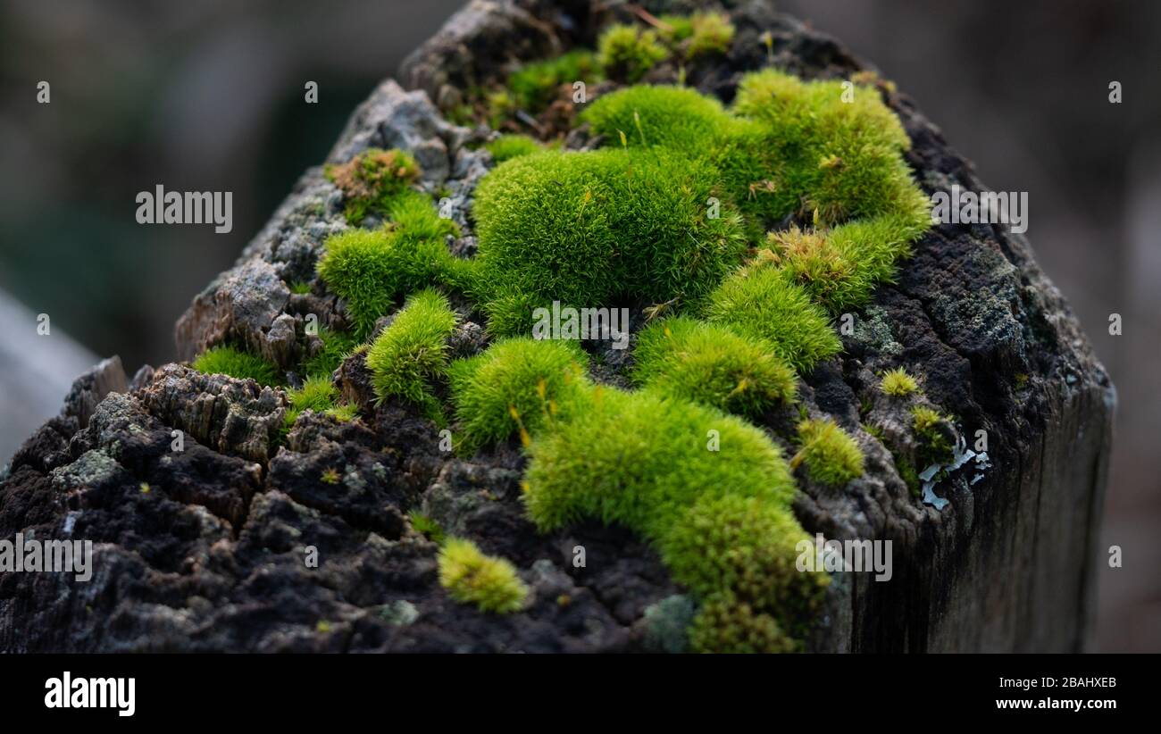 Moss on a wooden fence post Stock Photo